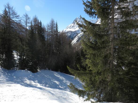 Waldschneise oberhalb des Tauernhauses