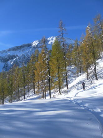 spätherbstlicher Bergwald