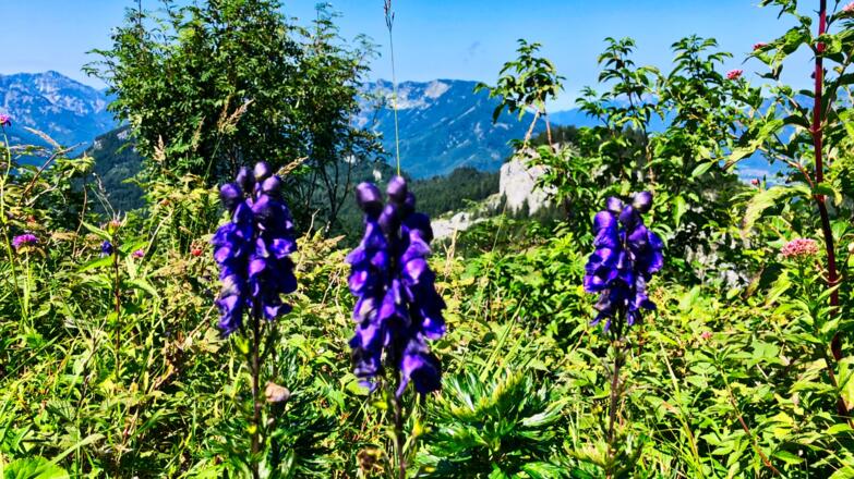 Naturschönheiten am Wegesrand oberhalb vom Hütteneck