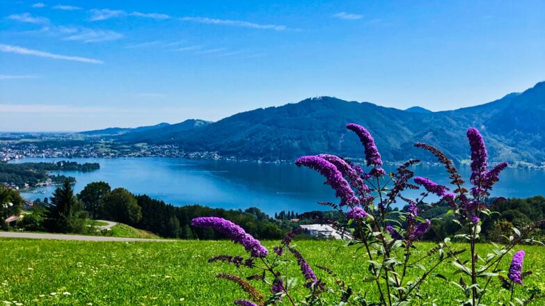 Blick vom Grasberg über den Traunsee
