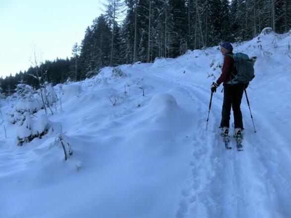 seltene Waldschneise