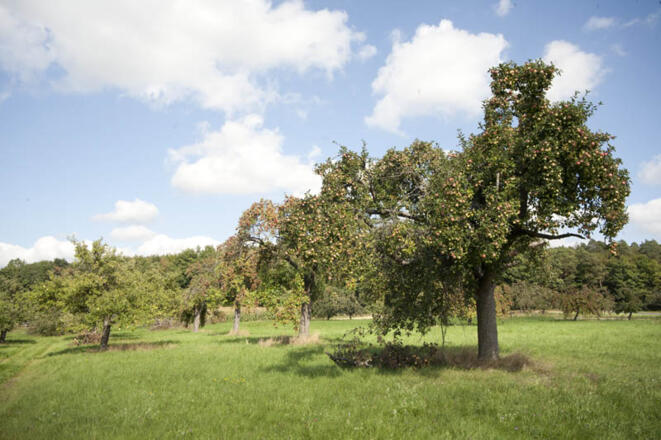 Streuobstwiesen