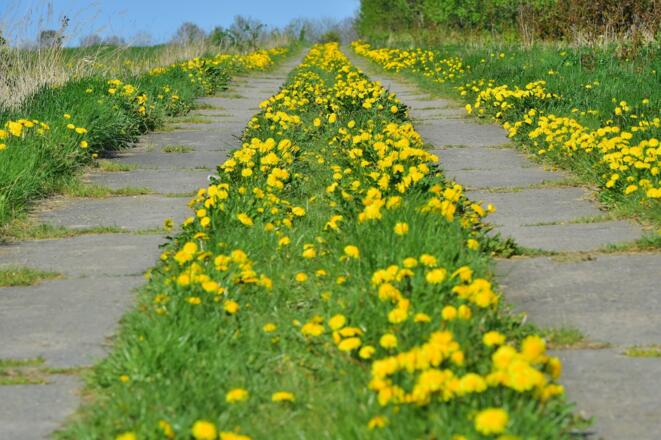 ehem. Kolonnenweg zum 3 Freistaatenstein