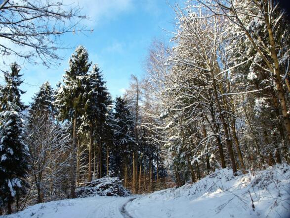 Forststraße erreicht 535m, links.