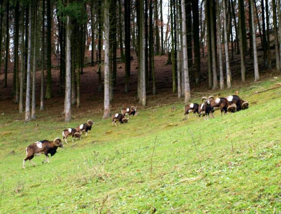 Muffelwild 335m, scheue Wildschafe