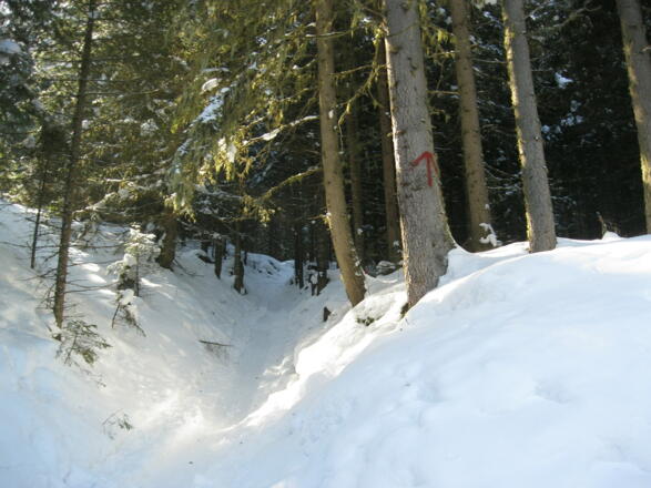 Der rote Pfeil markiert die Abzweigung in den Wald