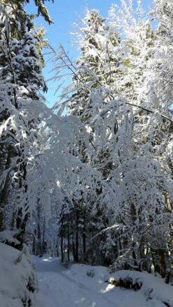 Ellmau_Biedringer Platte_Winterwanderung_Wilder Kaiser