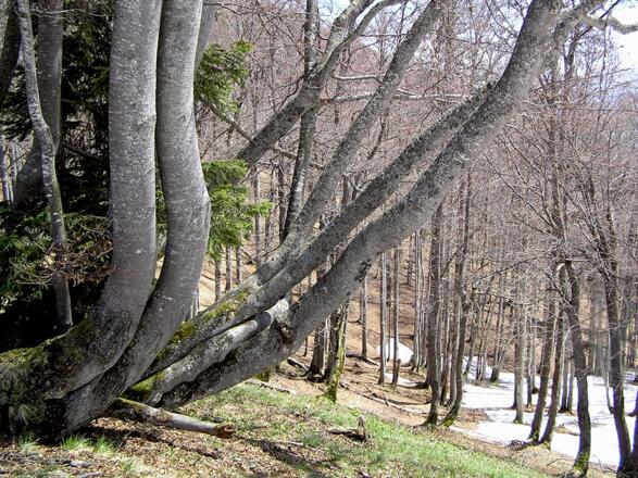 Die letzten Schneereste im Buchenwald © Erich Mayrhofer 