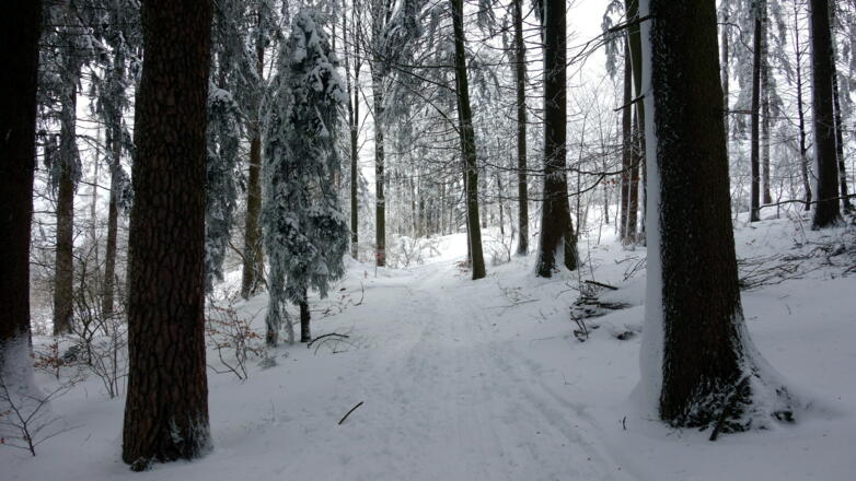 Links durch den Wald (~710 m-735 m).