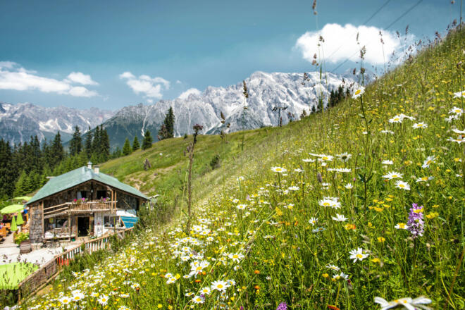 Zachhofalm mit Blumenwiese