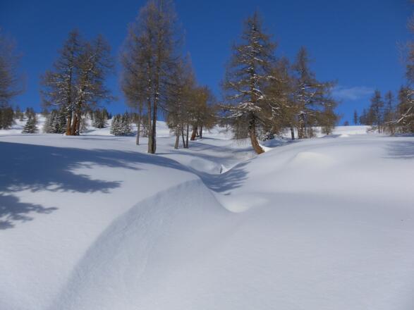 lichter Lärchenbestand auf den Laußnitzalmwiesen