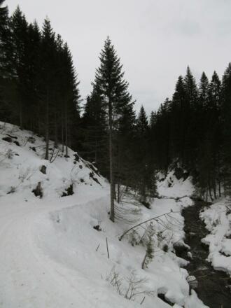Der Rückweg erfolgt wieder über den gewalzten Weg am Bach entlang.