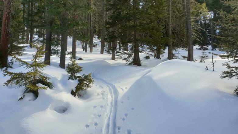 Im nach oben hin immer lichteren Wald