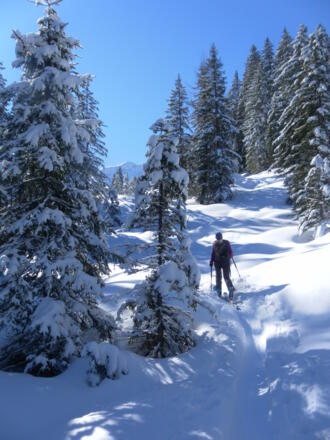 Ausstieg aus dem Wald