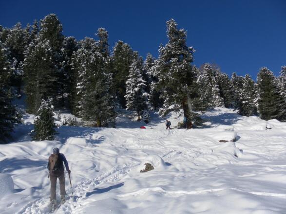 Zustieg zur Koglalm im Zirbenwald