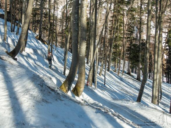 durch lichten Buchenwald queren