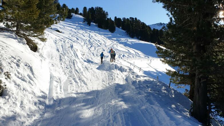 Circa 10 Minuten wird der Forststraße Richtung Süden gefolgt