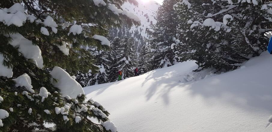 Durch den lichten Wald