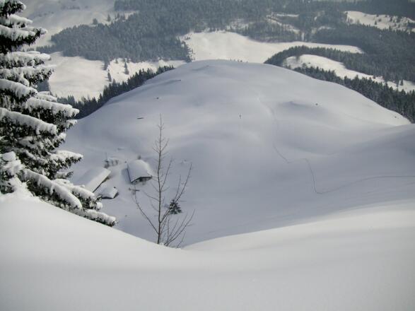 die schönen Kuppen und Rücken der Kranzhornalm aus der Gipfelschneise
