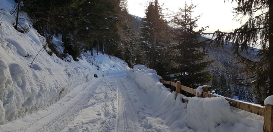 Kurz der Forststraße entlang