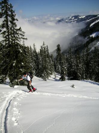 Almwiesen über der Waldstufe