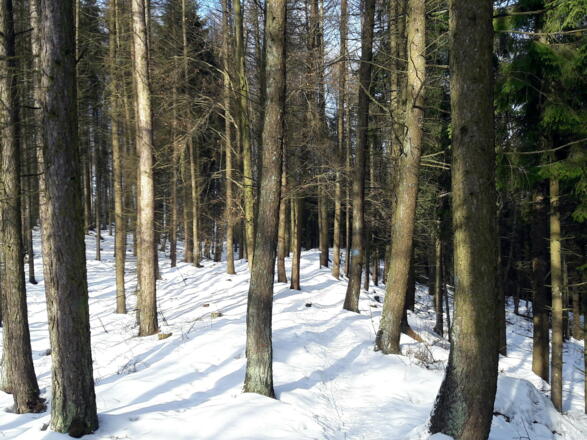 Am Rücken östlich bergab  bis ~510m