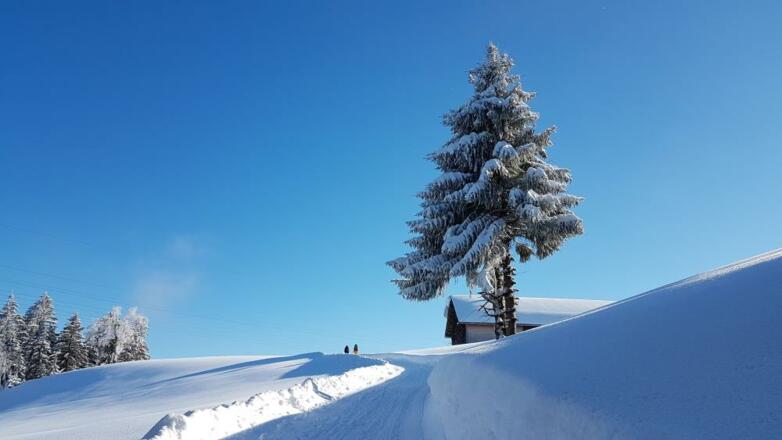 Rodelbahn Brüggelekopf, Alberschwende