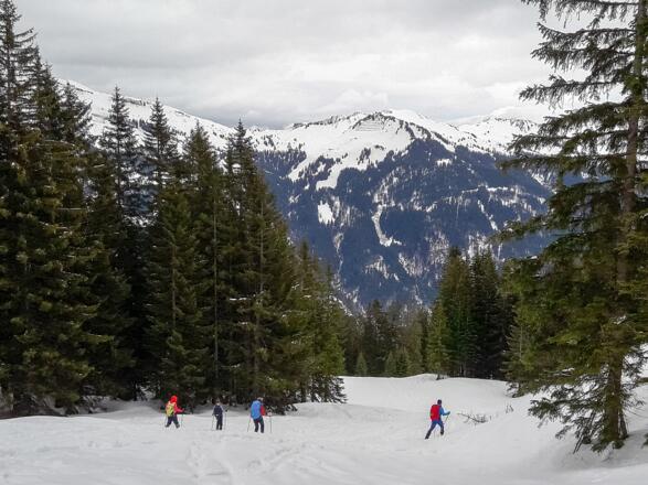 Durch Waldschneisen hinab