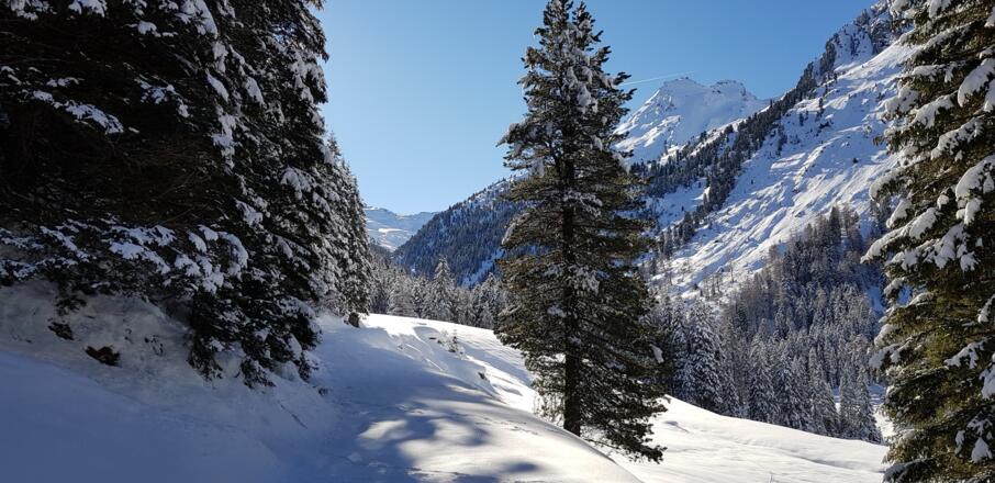 Auch auf Forststraßen kann Skitourengehen schön sein