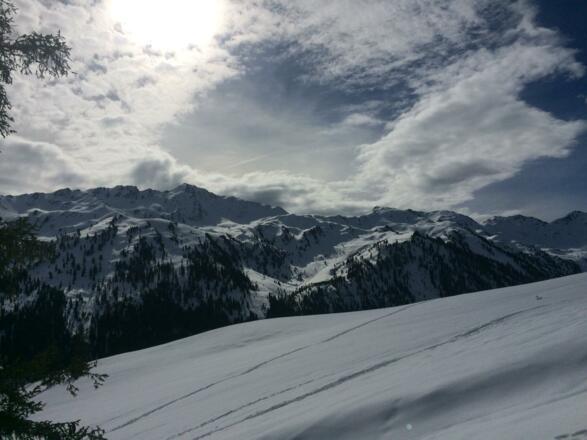 An der Waldgrenze - Blick zur Pallspitze