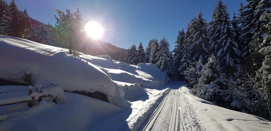 Zuerst mal laaange der Forststraße entlang taleinwärts