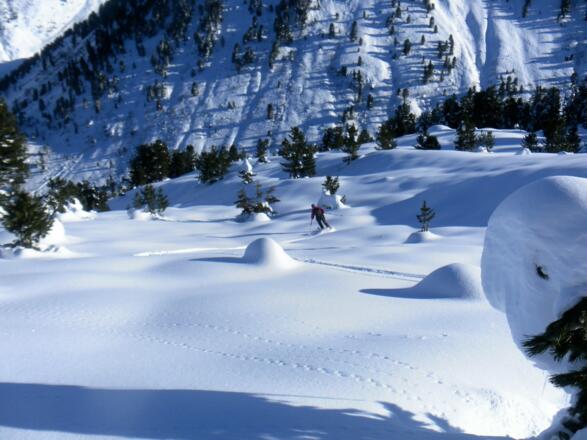 Eintauchen in den Waldgürtel