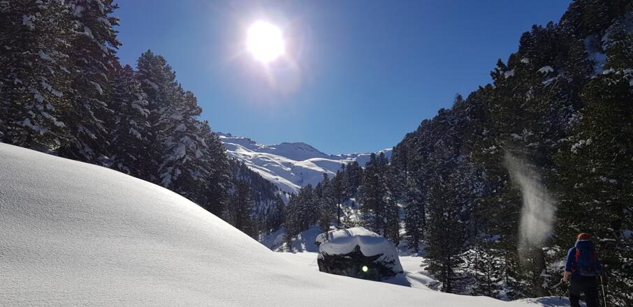Fast an der Waldgrenze