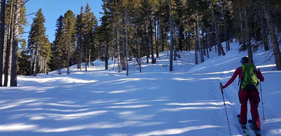 Nach oben hin wird der Wald lichter
