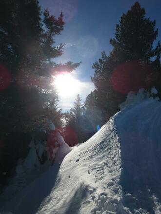 Die Nachmittagssonne lugt zwischen den Bäumen hindurch.