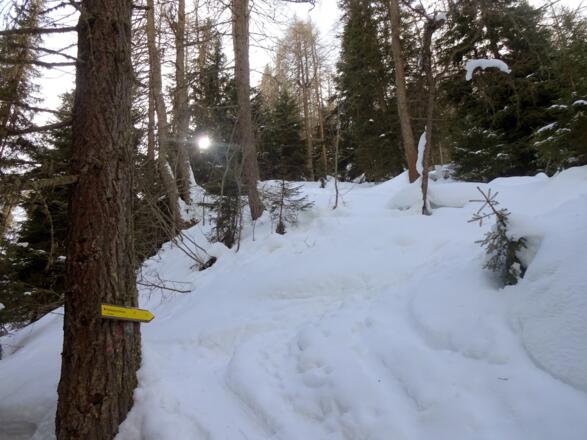 Am Sommerweg, immer wieder die Forststraße kreuzend