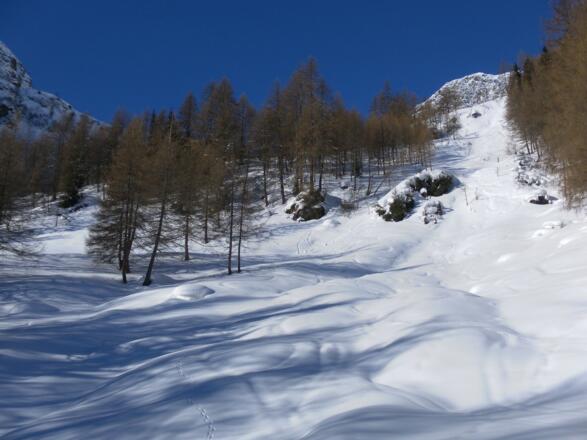 Lärchenhänge vor der Lawinenrinne