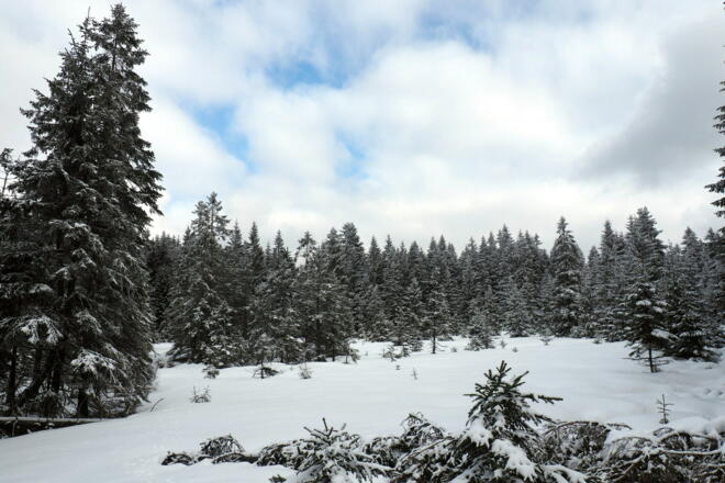 Lichtung links gleich nach der Grenze (~970m)