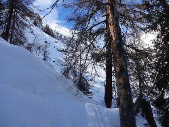 Durch den Wald hinauf