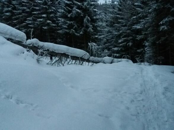 Nach dem Zusammentreffen des Steiges Plareitbach / Weg 113 Ebenwald wurde in der Spitzkehre aus diesem Baumstamm ein Durchlass gesägt.