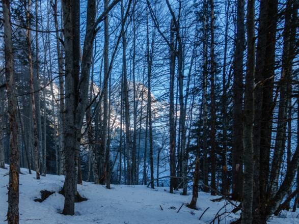 die Felsen leuchten durch den Mischwald