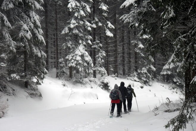 Auf der Forststraße zur Kapelle um 980m