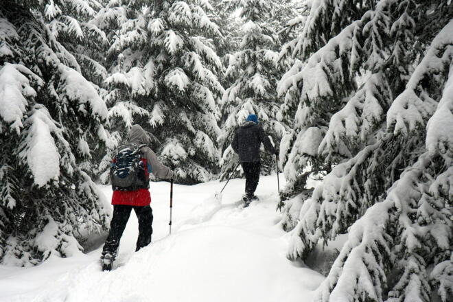 Schluss-Anstieg Haubenberg 1036m, weglos