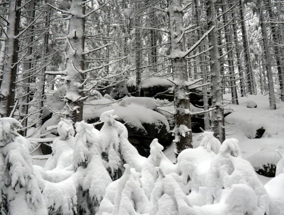 Felsformation (~970m) unter dem Affetschlägerberg