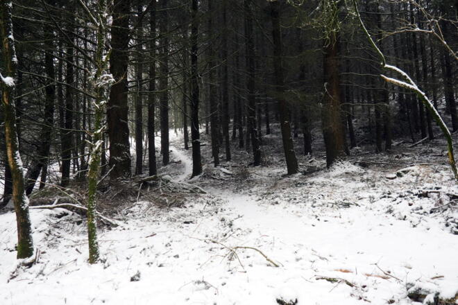 460m links ab, Schneise, Pfadspur