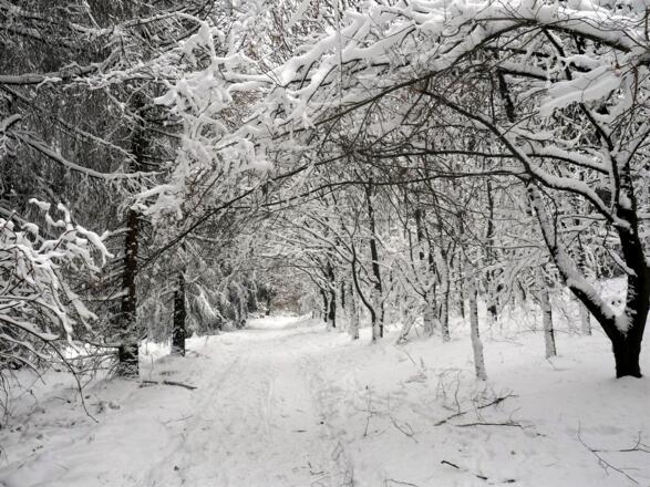 Baumtunnel ab Wegkreuz Süd 477m