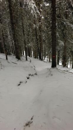 Durch den Wald hinab