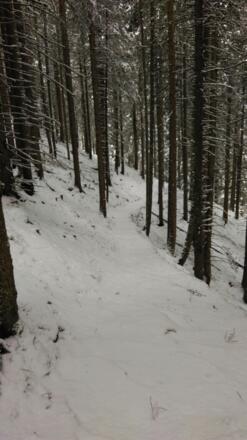 Bald erreichen wir den Waldrand