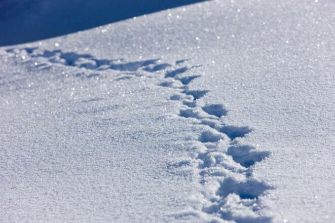 Winterwandern in Warth