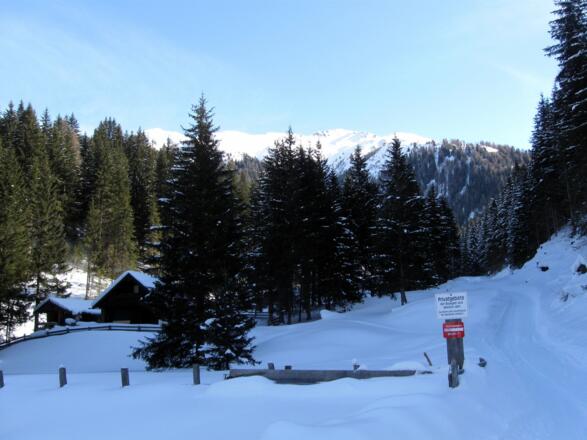 Die Almflächen der Weirichalm sind erreicht. Hinter der Baumgruppe wechselt man auf die freien Wiesen.